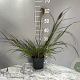 Pennisetum al. 'Cassian' GM 2,0L