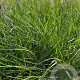 Pennisetum al. 'Cassian' GM 2,0L