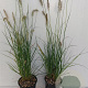 Pennisetum al. 'Hameln' GM 1.5
