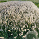 Pennisetum al. 'Hameln' GM 1.5