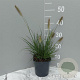 Pennisetum al. 'Hameln' GM 2,0L