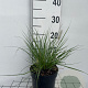 Pennisetum al. 'Hameln' GM 2,0L