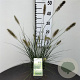 Pennisetum al. 'Hameln' GM 2,0L