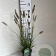 Pennisetum al. 'Hameln' GM 2,0L