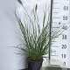 Pennisetum al. 'Hameln' GM 2,0L