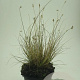 Pennisetum al. 'Little Bunny' GM C1.3