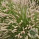 Pennisetum orientale GM P9