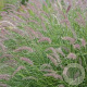 Pennisetum orientale GM P9