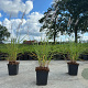 Pennisetum orientale GM P9