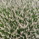 Pennisetum orientale GM P9