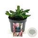 Persicaria aff. 'Darjeeling Red' GM 2,0L