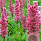 Persicaria aff. 'Kabouter' GM P9