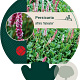 Persicaria aff. 'Kabouter' GM P9