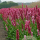 Persicaria aff. 'Kabouter' GM P9