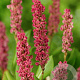Persicaria aff. 'Kabouter' GM P9