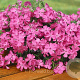Phlox (S) 'MacDaniel's Cushion' GM P9