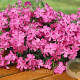 Phlox (S) 'MacDaniel's Cushion' GM P9