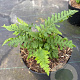 Polypodium vulgare GM 2,0L