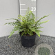 Polystichum setiferum GM 2,0L