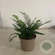 Polystichum set. 'Proliferum' GM 2,0L
