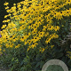 Rudbeckia f. 'Goldsturm' GM P9