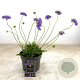 Scabiosa col. 'Butterfly Blue' GM 2,0L