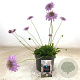 Scabiosa col. 'Pink Mist' GM 2,0L