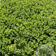 Sedum 'Herbstfreude' GM 2,0L