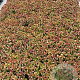 Sedum 'Purple Emperor' GM 2,0L