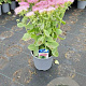 Sedum spectabile 'Brillant' GM 2,0L