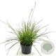 Sesleria autumnalis GM 2,0L