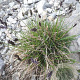 Sesleria caerulea GM P9