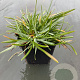 Sesleria caerulea GM P9
