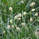 Sesleria caerulea GM P9