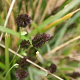 Sesleria caerulea GM P9