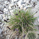 Sesleria caerulea GM P9