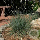 Sesleria caerulea GM P9