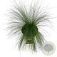 Stipa tenuissima 'Ponytails' GM 2,0L