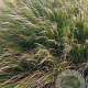 Stipa tenuissima 'Ponytails' GM 2,0L