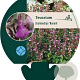 Teucrium cham. 'Nanum' GM P9