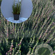 Teucrium lucidrys GM 2,0L