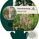 Veronicastrum virg. 'Erika' GM P9