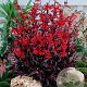 Lobelia 'Queen Victoria' GM P9