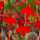 Lobelia 'Queen Victoria' GM P9