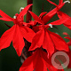 Lobelia 'Queen Victoria' GM P9