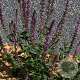 Salvia nem. 'Amethyst' GM P9