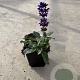 Salvia nem. 'Mainacht' GM P9