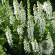 Salvia nem. 'Schneehügel' GM P9