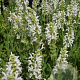 Salvia nem. 'Schneehügel' GM P9