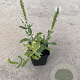 Salvia nem. 'Schneehügel' GM P9